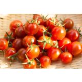 PLODOVKE L'ORTO FRUTTIFERO PARADIŽNIK LONČNI 1/1 FORMAGGIO POMODORO L10