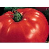 PLODOVKE L'ORTO FRUTTIFERO PARADIŽNIK MINI 1/1 MARINDA F1 L10