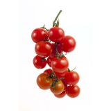 PLODOVKE L'ORTO FRUTTIFERO PARADIŽNIK OBEŠANKA 4/1 PRINCIPE BORGHES KULTIPAK