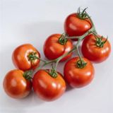 PLODOVKE DOBRO & ZDRAVO PARADIŽNIK PREVIA GROZDAST PARADIŽNIK