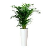 PE NOTRANJI LONEC PORTO VISOK BEL 80CM