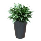 PE NOTRANJI LONEC SANTORINI ANTRACIT 78 CM