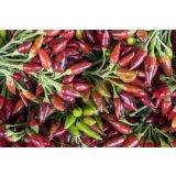 PLODOVKE PEKOČA PAPRIKA 1/1 A MAZZETTI L14