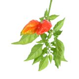 PLODOVKE PEKOČA PAPRIKA 1/1 TRINIDAD SCORPIO ROSO L14