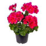 PELARGONIJA CALIOPA POLVISEČA ZONALE L12 CM