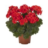 PELARGONIJA CALLIOPE L13 CM