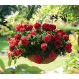 PELARGONIJA GREAT BALLS OF FIRE PELARGONIUM PELTATUM L12