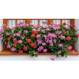 PELARGONIJA PELTATUM L10