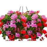 PELARGONIJA PELTATUM L10