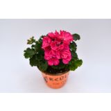 PELARGONIJA POKONČNA MIX L12