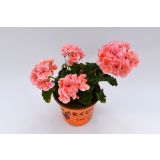 PELARGONIJA POKONČNA MIX L12