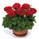 PELARGONIJA VOLMARY CALLIOPE DARK RED SUMMER LOVERS L12
