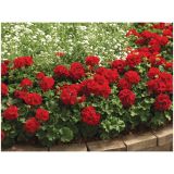 PELARGONIJA VOLMARY CALLIOPE DARK RED SUMMER LOVERS L12