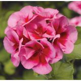 PELARGONIJA VOLMARY CALLIOPE DARK RED SUMMER LOVERS L12