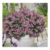 PELARGONIJA VOLMARY ANGELEYES MIX L12