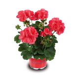 PELARGONIJA VOLMARY POWER L12