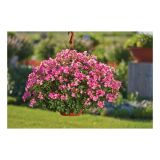 PELARGONIJA VOLMARY POWER L12