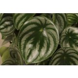 PEPEROMIJA ARGYREIA L17