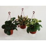 PEPEROMIJA MIX V OBEŠANKI L15