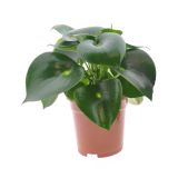 PEPEROMIJA RAINDROP L17