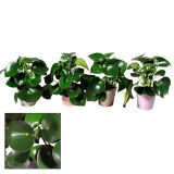 PEPEROMIJA V OKRASNEM LONCU RAINDROP L14