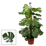 MONSTERA PERTUSOM MOSSPOLE L24