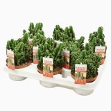 KAKTUS PERUJSKI STEBRIČAR L10.5