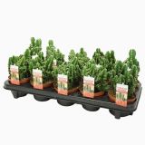 KAKTUS PERUJSKI STEBRIČAR L10.5