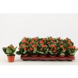 KALANHOJA PETERO ORANGE L8