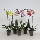 ORHIDEJA PHALAENOPSIS 2 STEBLA L12