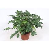 FILODENDRON XANADU L21 VIŠ 65CM