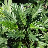 FILODENDRON XANADU L21 VIŠ 65CM