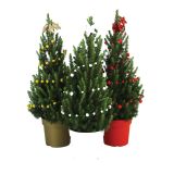 SMREKA PICEA GLAUCA NOVO LETO L19