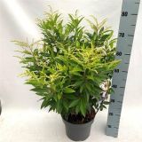 GRM PIERIS BRAUWERS BEAUTY L23