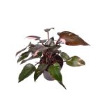 FILODENDRON PINK PRINCESS L15