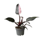 FILODENDRON PINK PRINCESS L15