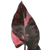 FILODENDRON PINK PRINCESS L15