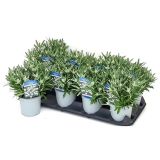 PLANIKA ALPINE WHITE' L13