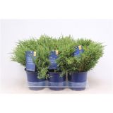 IGLAVEC PLAZEČI BRIN ANDORRA COMPACT L15