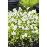 VODNE RASTLINE PLAZEČI MAZUS ALBUS L 9