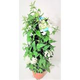 MEDITERANSKE RASTLINE PLEZAVI RAZHUDNIK L16