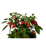 PLODOVKE ČILI L10 CM