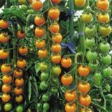 PLODOVKE DOBRO & ZDRAVO PARADIŽNIK SUNGOLD RUMEN ČEŠNJEV PARADIŽNIK