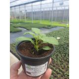 PLODOVKE KROMPIR L10