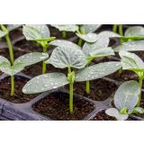 PLODOVKE KUMARE SOLATNE L10 CM