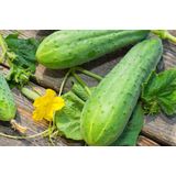 PLODOVKE KUMARE SOLATNE L10 CM