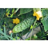 PLODOVKE KUMARE SOLATNE L10 CM