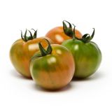 PLODOVKE L'ORTO FRUTTIFERO PARADIŽNIK KREOS F1 1/1 L10