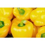 PLODOVKE PAPRIKA RUMENA L10 CM