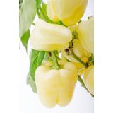 PLODOVKE PAPRIKA RUMENA L10 CM